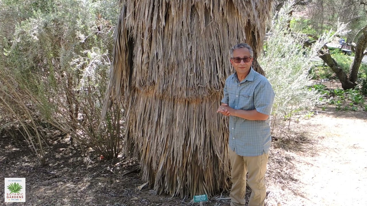 UCRBG California Native Plant Video Series: California Fan Palm