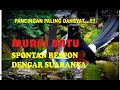 Pancingan Murai Batu Spontan Respon Dengar Suaranya Mp3 - Mp4 Download
