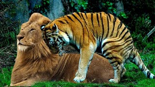 как тигр спаривается со львом!