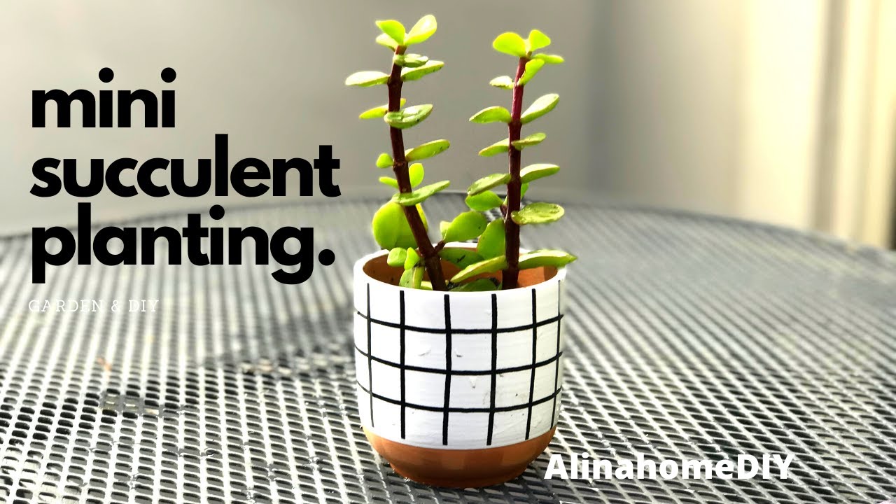 Mini succulent pot : Elephant bush /garden & diy
