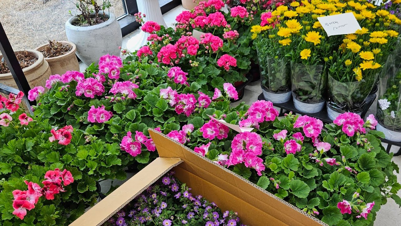 2월26일 목요일판매영상 택배문의 010 9535 2958