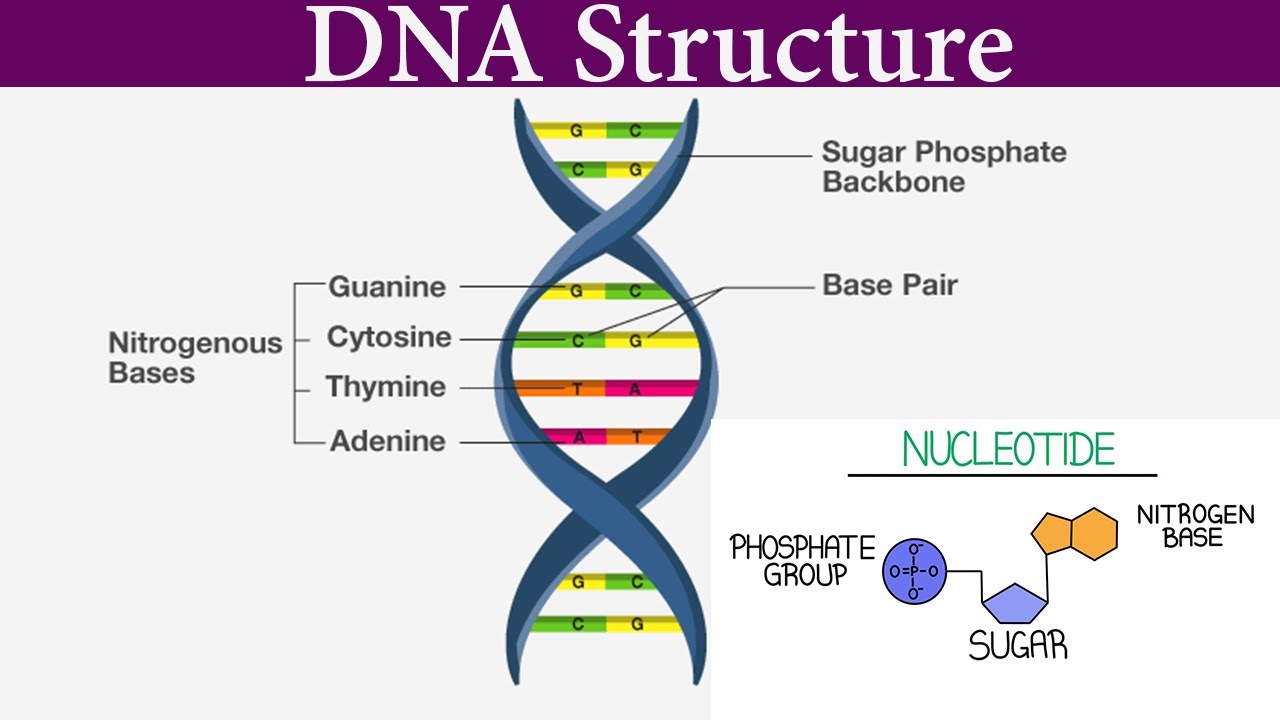 Structure and Function Of DNA I DNA structure class 12 I Scientech Biology  I Model of DNA - YouTube