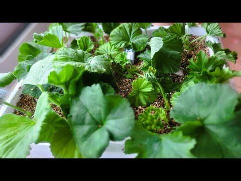 Geranium cuttings grow a fistful of roots in just 20 days. 1. Be sure to do this.