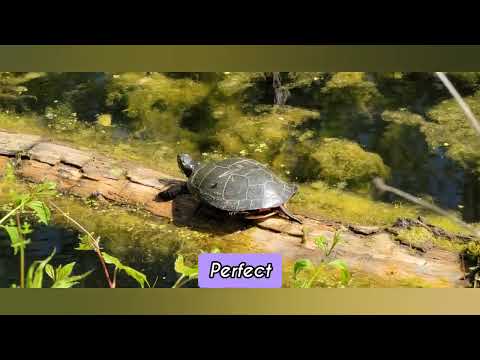 WE FOUND GOOD SIZE TURTLE 🐢 AND SNAPPING TURTLE 🐢 ON OUR WALK IN THE TRAIL