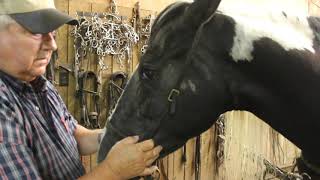 Gaited Horse Need TO Know about caveson, curb chain, gaiting, cues, and how to shoe them
