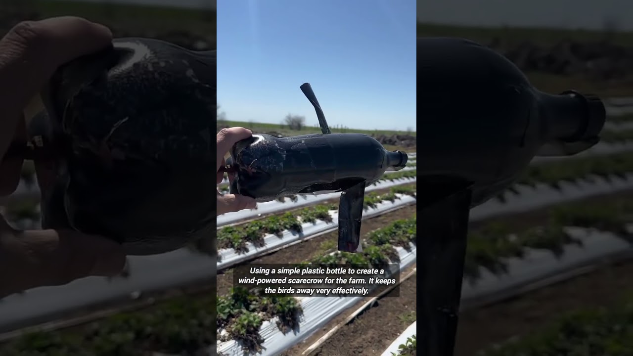 Креативный способ повторного использования ПЭТ-бутылок для защиты сельскохозяйственных угодий.