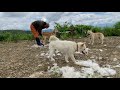 北海道犬!3頭まとめて換毛作業!今回はネムの抜け毛が大量。説明欄もご覧ください