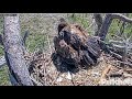 SWFL Eagles ~ M15 Brings In A Fish For E20 🐟 Is This Dad&#39;s Last Delivery For E20?  5.13.22