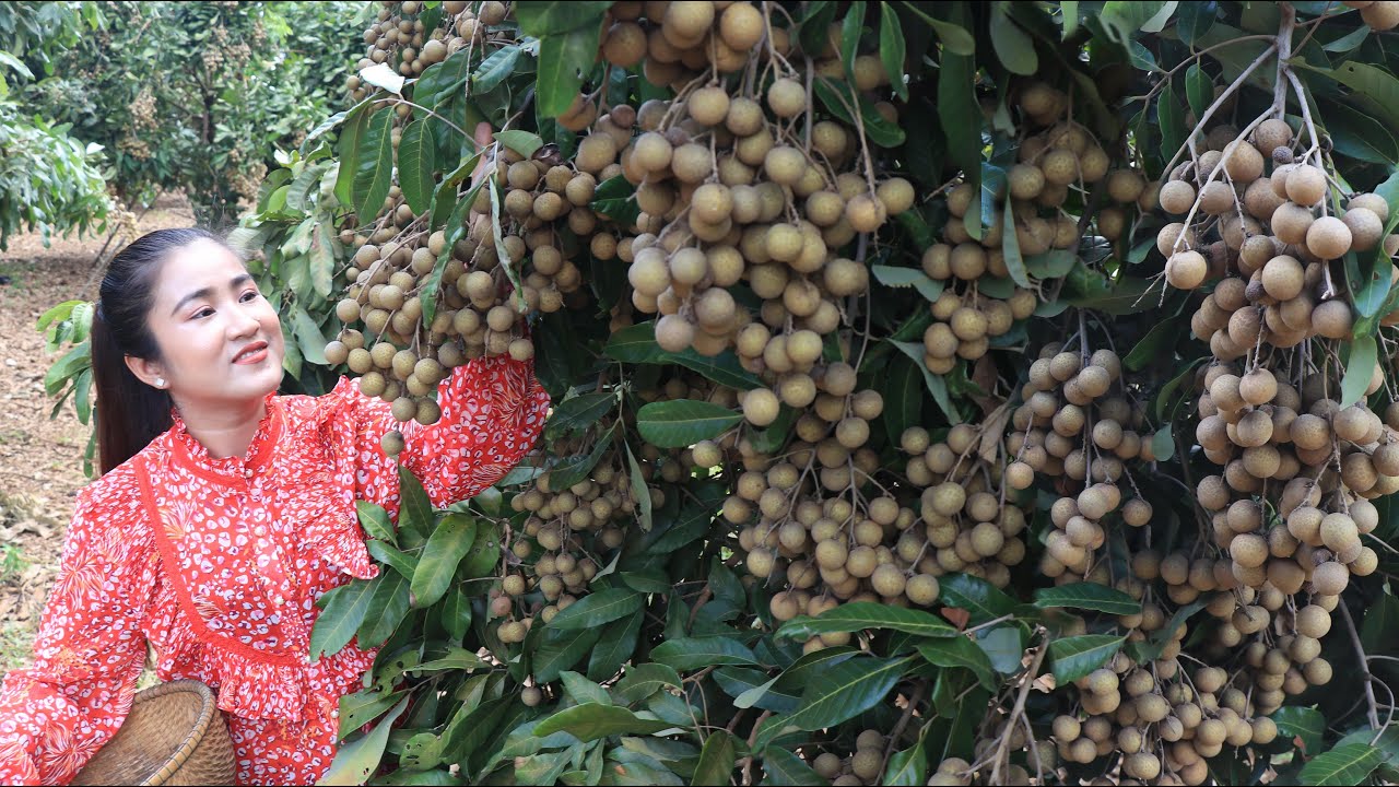 The first Longan fruit season in my village is coming / Longan fruit recipe / Cooking with