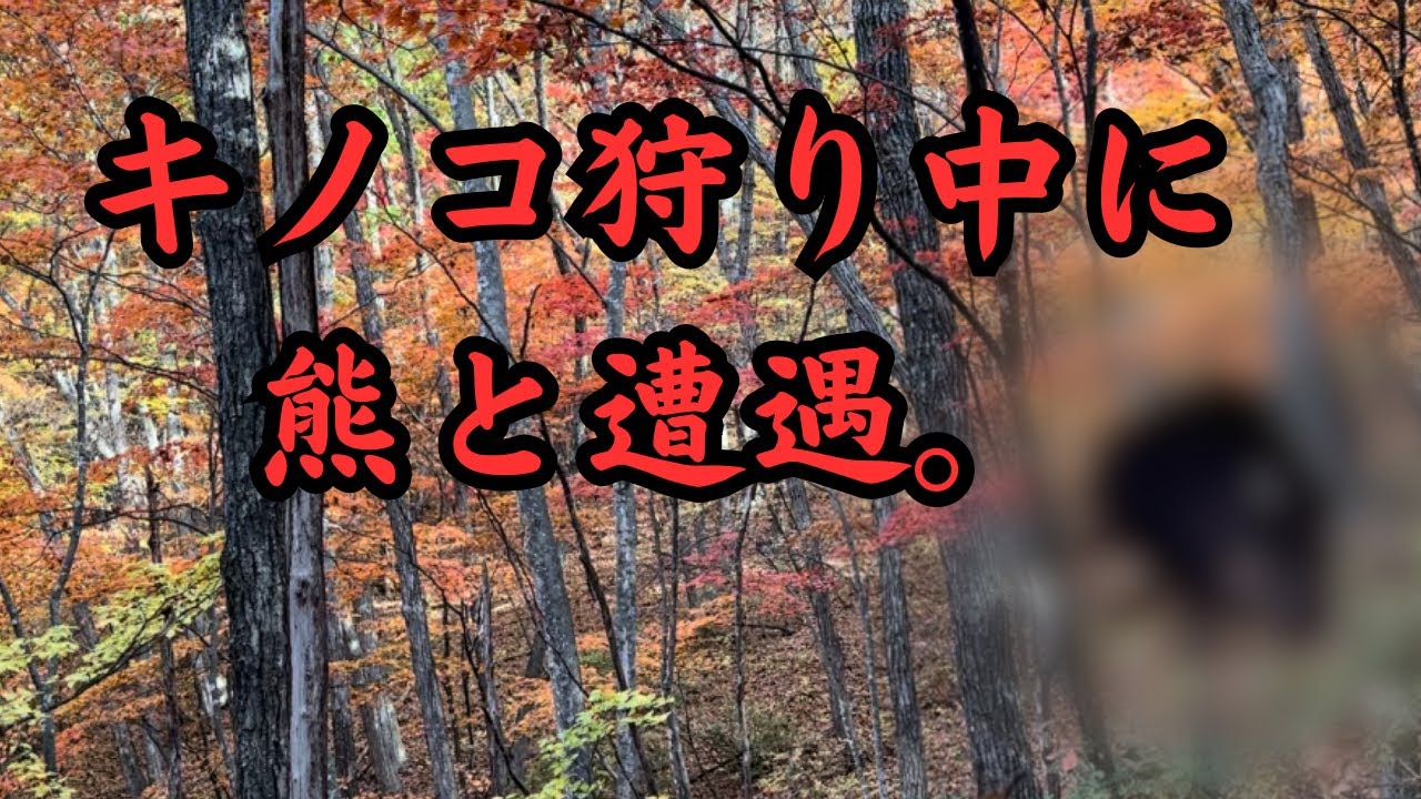 【閲覧注意】楽しいキノコ狩りのはずが..熊と遭遇して撮影中止に！？※熊撃退方法解説あり