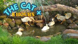 ULTIMATE Compilation for CATS - Bright Colors & Sounds @Nature-4ktv 198