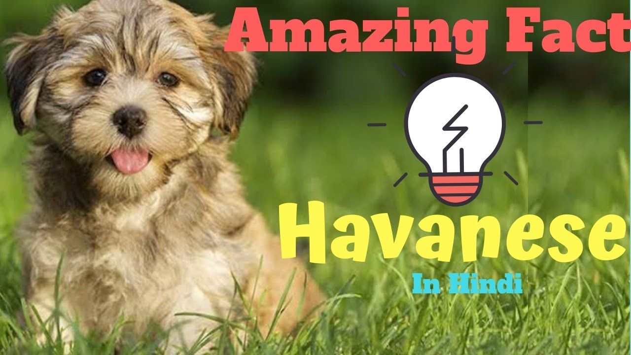 havanese dog | facts in hindi | Animal Channel Hindi - YouTube