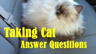 Himalayan Cat Talking When Questions Asked. by Cat Of The Day 682 views 3 years ago 1 minute, 6 seconds