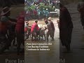 Pacu Jawi Centuries Old Cow Racing Tradition Continues in Indonesia
