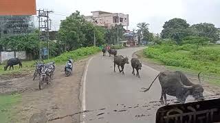 Aheri To Allapalli Road Cabinride