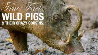 True Facts: Wild Pigs by Ze Frank 5,344,629 views 2 years ago 8 minutes, 32 seconds