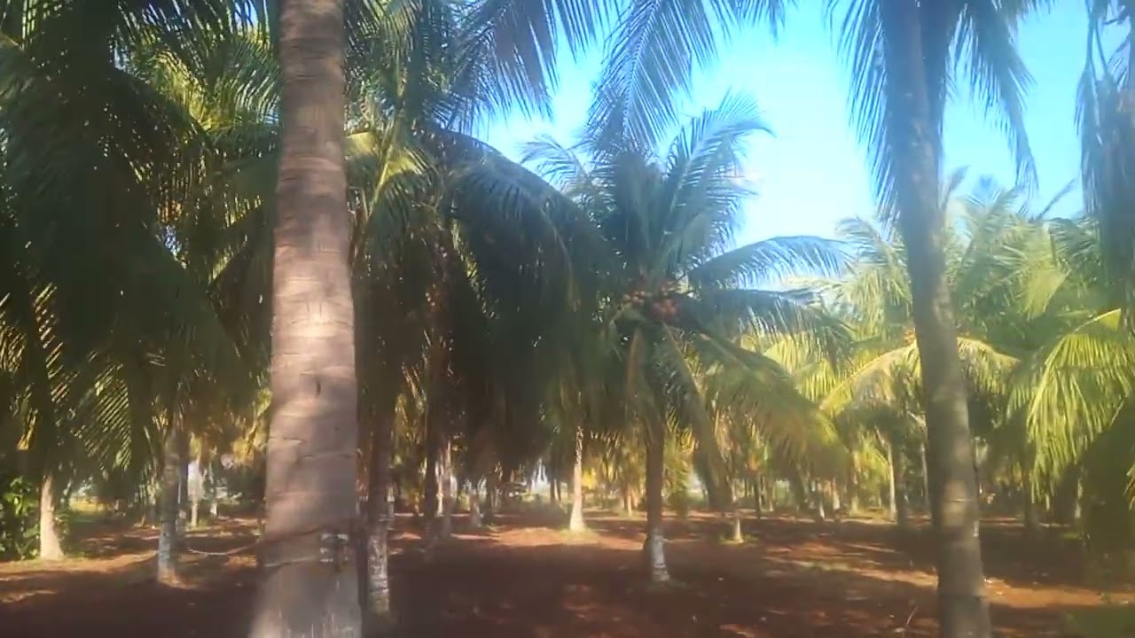 5.66 ஏக்கர், 410 தென்னை, 11, செம்மரம், 58 மாமரம், 4 போர்வெல்  Free E. B, 1 வீடு,  செல்: 73973 99482.