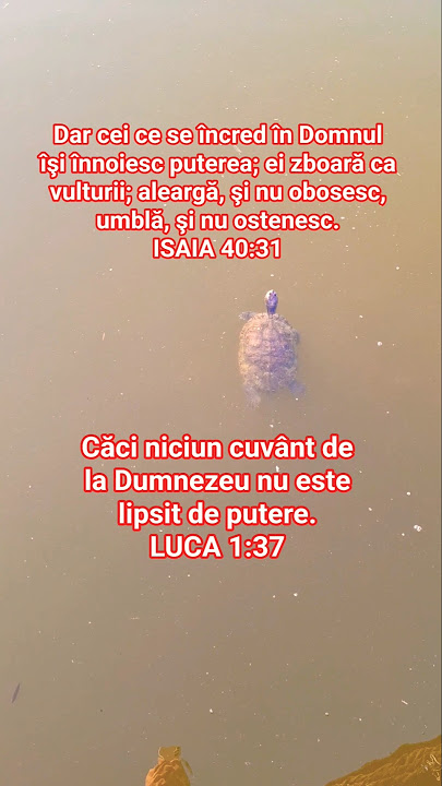 ...Cei ce se încred în Domnul îşi înnoiesc puterea; ei zboară ca vulturii; aleargă, şi nu obosesc...