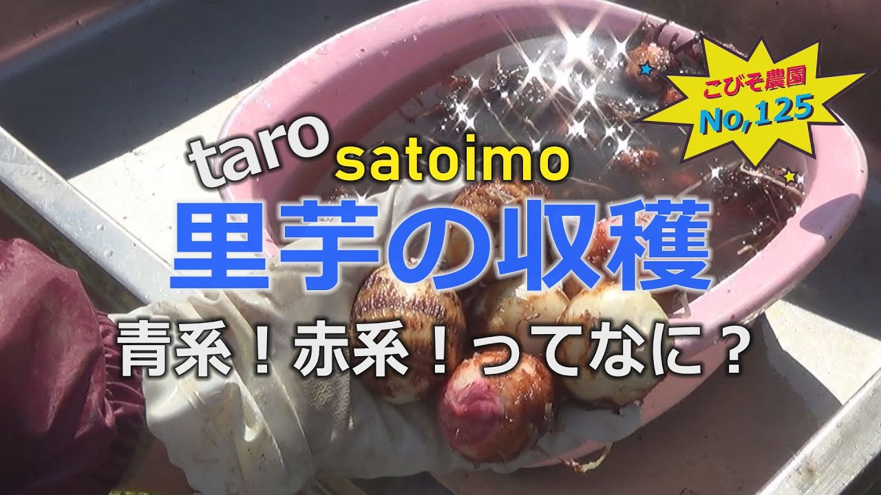 里芋の収穫 こびそ農園 No,125