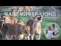 We Saw The Rare White Lions from WildEarth! | African Safari Vlog PT.1