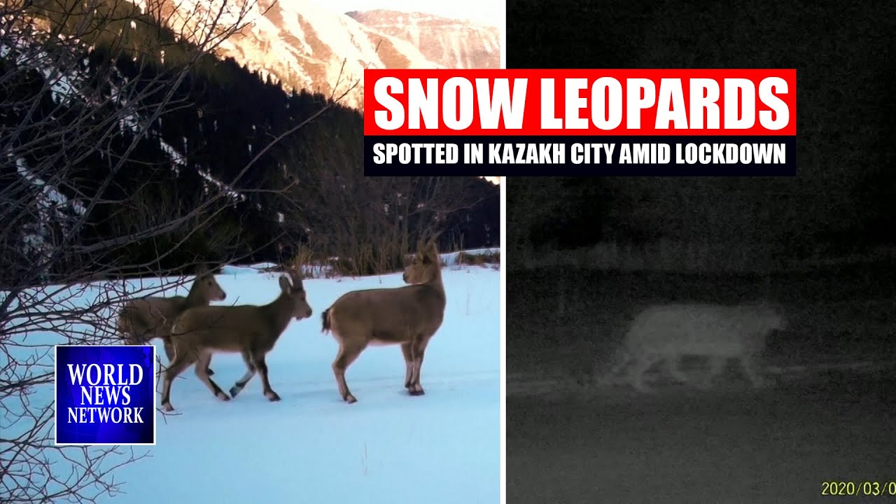 Rare snow leopards spotted in Kazakh city amid lockdown