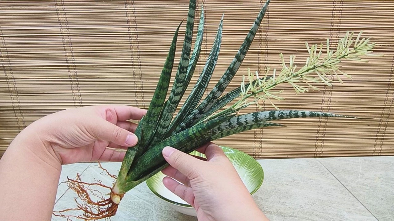How to Combine Sansevieria Crocodile Rock & Njoy Pothos Water Garden in  Green Accent Bowl