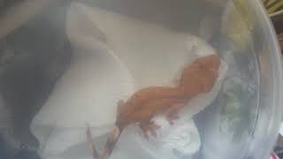 Unbox The Yellow Paternless Crested Gecko