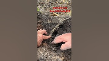 Đặt trị rệp sáp trên cây trồng