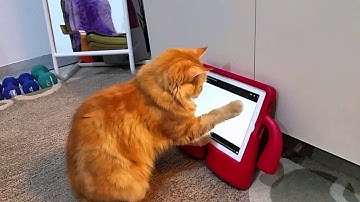 Cat playing mouse game in IPad