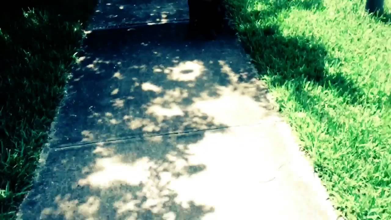 Dog Training Jacksonville Fl Unleash Fido YouTube