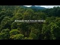 Bosques Relictos de México