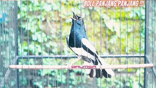 Masteran Burung Kacer Gacor Full Isian Mewah Roll Tembak !!!