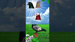 🇧🇩🇧🇩 assalamualaikum ❤️ pizon 👍#video #trend #yt