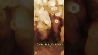 Фронты В.О.В #звезда #вторая_мировая