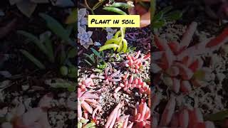 how to propagate ruby necklace #shorts