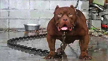 世界最強の犬種