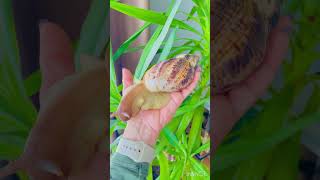 Пирожочек ? #reels #achatina #snails #shortvideo #улитки #šneci #bigsnail #шортс #lissachatina