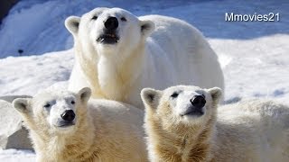 親子で過ごす最後の日~Polar Bears, The last day to spend together