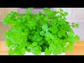 室內快速種植香菜的方法～什麼季節都可以種！【美食天堂】家常料理食譜 一學就會