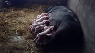 Awesome Mother Pigs \& Their Piglets - Supper Cute