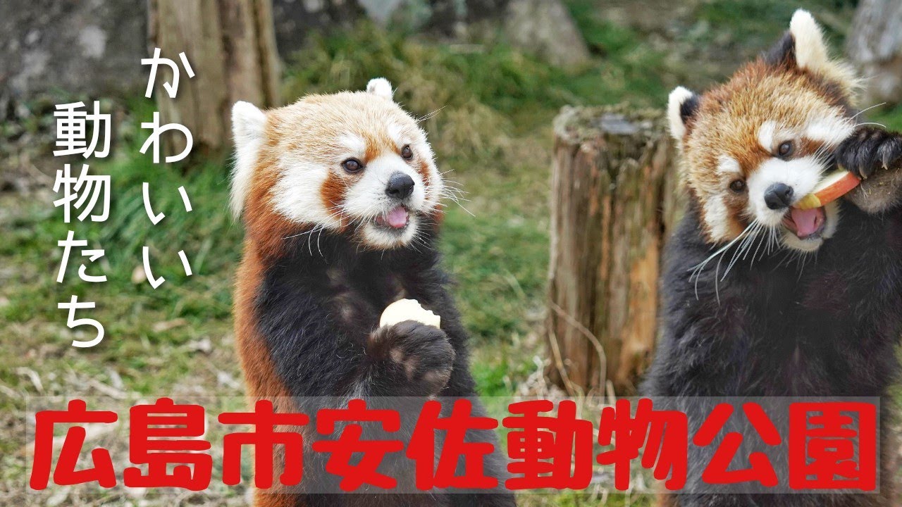 【広島市安佐動物公園】かわいい動物たちを紹介