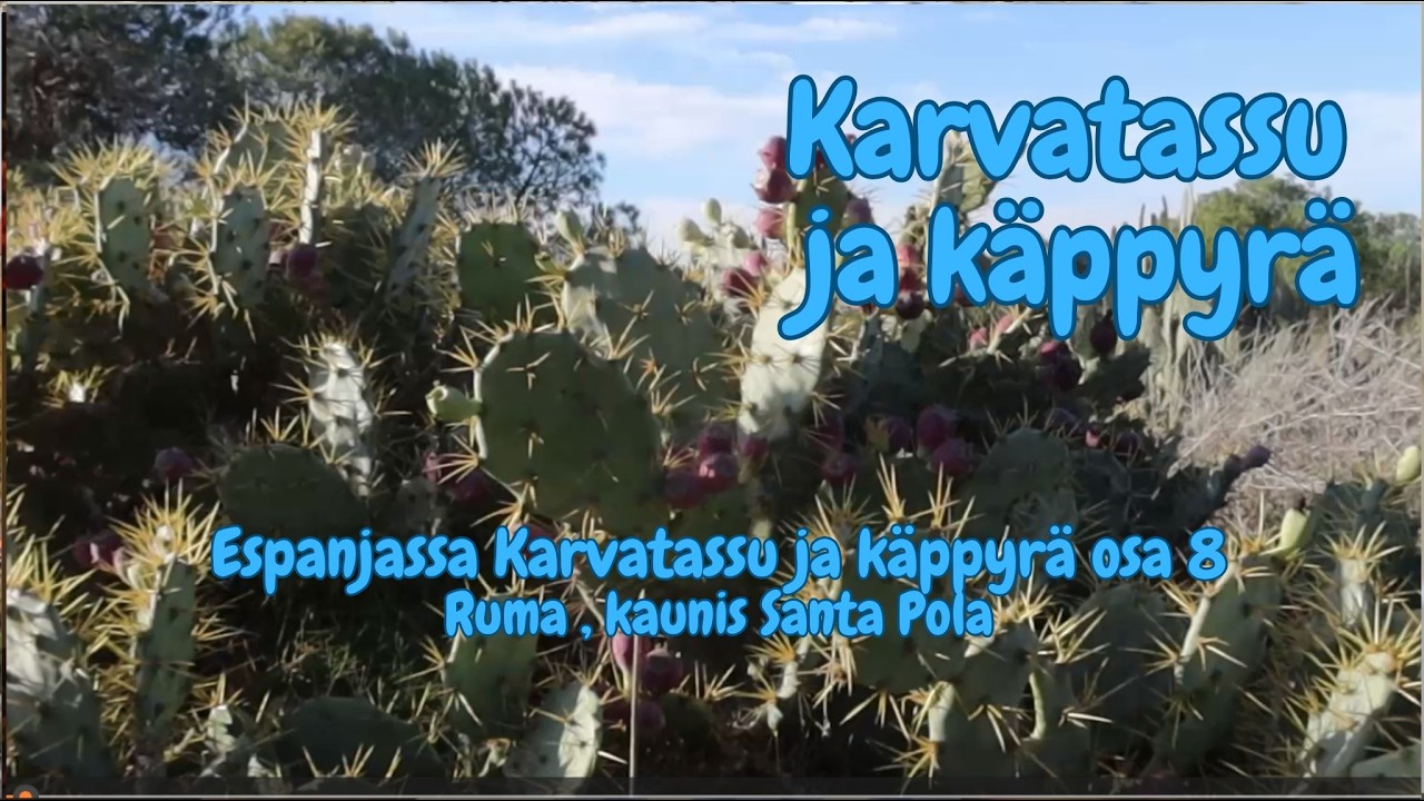 Espanjassa Karvatassu ja käppyrä osa 8 Ruma kaunis Santa Pola