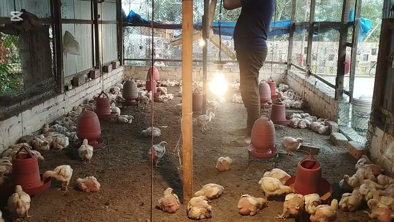 ব্যাচ-৮(১৭দিন) মুরগি ভ্যাকসিন করা কেন জরুরি বিশেষ করে রানীক্ষেত জানুন।