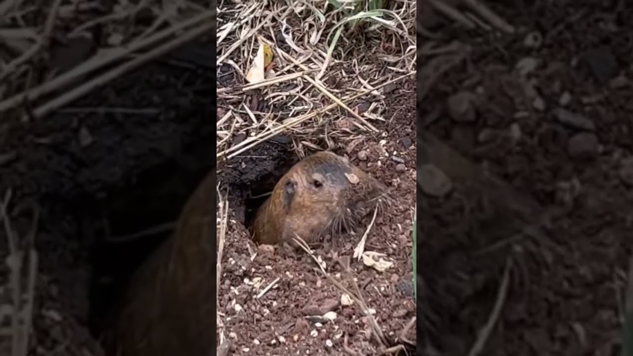 Woodchuck vs. Gopher: Secret Ways to ID and Protect Your Yard ...