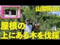 【山開拓】コンクリート屋根の上にある木を伐採！|05
