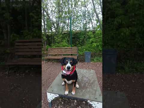 зенненхунд на собачья площадке #зенненхунд #энтлебухер #собака #love #дрессура #весна