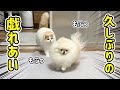 久しぶりに猫に遊びに誘われ、うれしすぎた犬が大変なことになったw