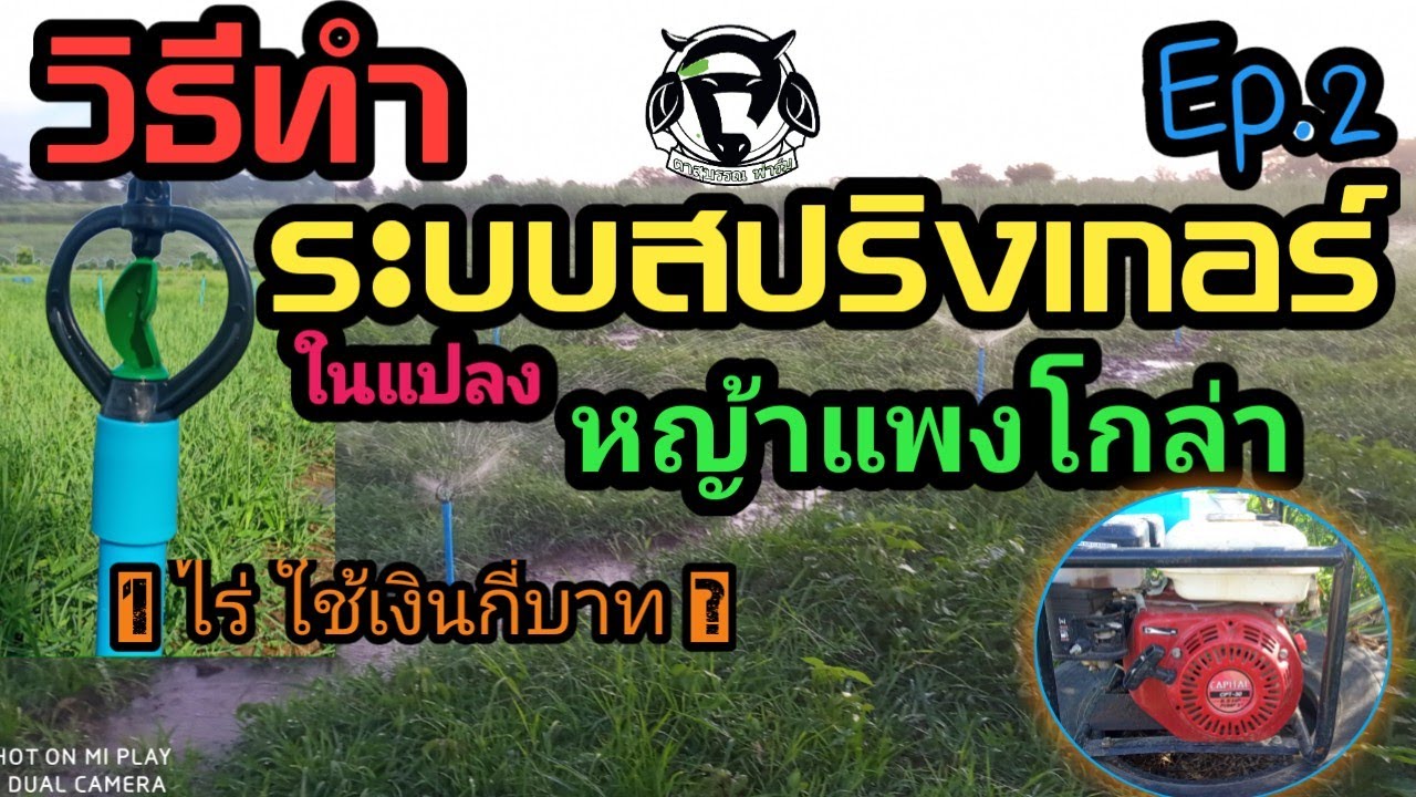 #ระบบสปริงเกอร์ #วีธีทำสปริงเกอร์ #หญ้าแพงโกล่า วิธีทำสปริงเกอร์ในแปลงหญ้าแพงโกล่า