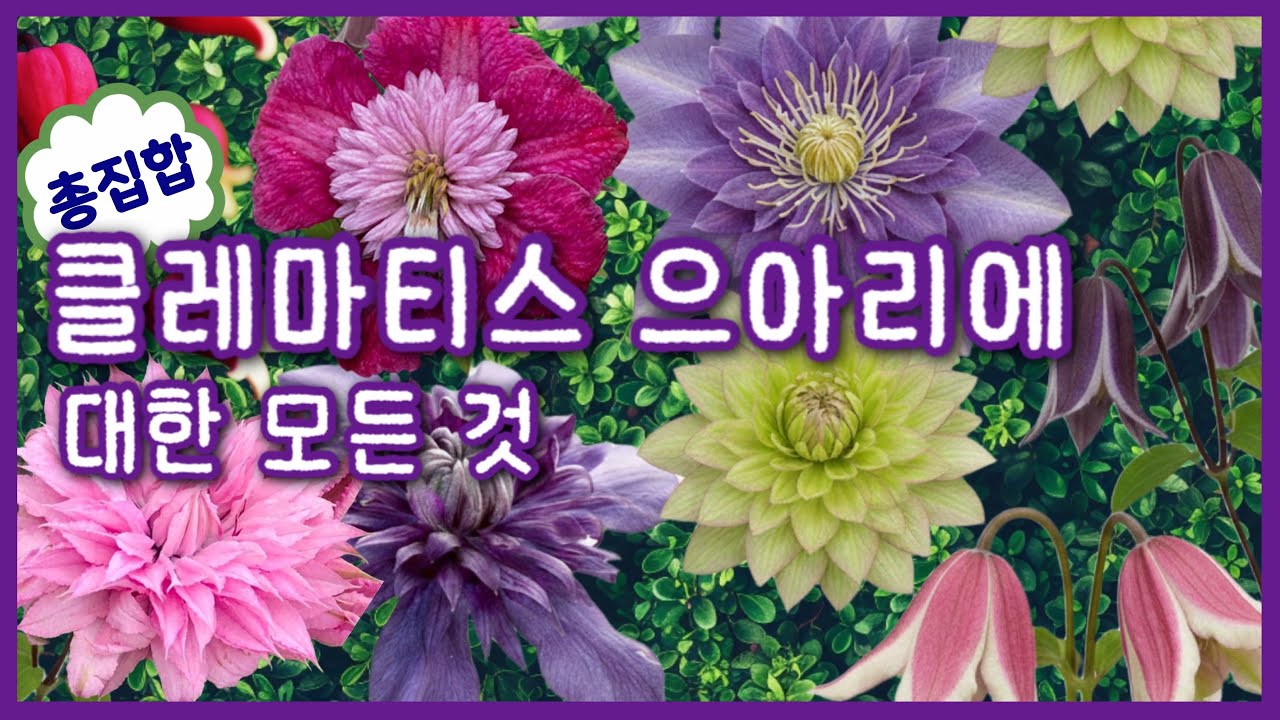 [특집]클레마티스에 대한 모든것 🌸드디어 입고! 전국 가드너가 기다린 역대급 신상 클레마티스 30종 대공개! 종모양부터 희귀 겹꽃까지✨ 명품 라인업 (관리법/가지치기 완벽정리)