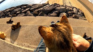 猫の集会が夕方の防波堤で行われているので参加してきた